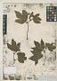 Rubus hydrastifolius A. Gray