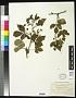 Rubus junceus Blanch.