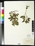 Rubus junceus Blanch.