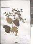 Rubus lambertianus Ser.