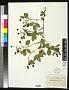 Rubus multiformis Blanch.
