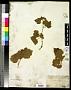 Rubus neomexicanus A. Gray