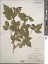 Rubus occidentalis L.