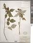 Rubus occidentalis L.