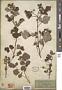 Rubus parvifolius L.