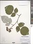 Rubus phoenicolasius Maxim.