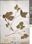 Rubus saxatilis L.