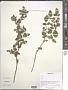 Rubus sp.