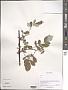 Rubus sp.