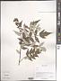 Rubus sp.
