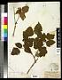 Rubus spectabilis Pursh