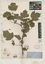Rubus wrightii A. Gray
