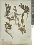 Ruellia lactea Cav.