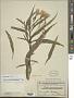 Ruellia simplex C. Wright in Sauvalle