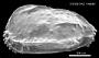 Ruggieria sp.