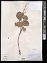 Rumex sp.