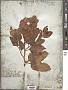 Rumex venosus Pursh
