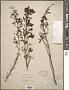 Russelia equisetiformis Schltdl. & Cham.