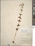 Sabatia angularis (L.) Pursh