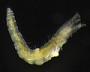 Sabellidae