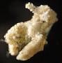 Sacoglossa