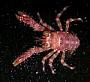 Sadayoshia edwardsii