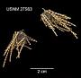 Salenia cincta