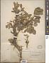Salix arctica Pall.