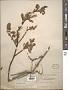 Salix arctica Pall.