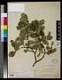 Salix arctica Pall.