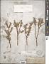 Salix brachycarpa Nutt. subsp. brachycarpa
