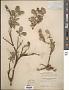 Salix chamissonis Andersson