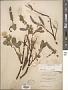 Salix chamissonis Andersson