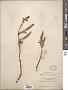 Salix chamissonis Andersson