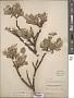 Salix commutata Bebb