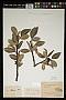 Salix fargesii Burkill