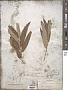 Salix lasiandra Benth.