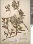 Salix lasiolepis Benth.
