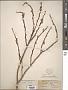 Salix lutea Nutt.
