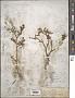 Salix lutea Nutt.