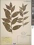 Salix pentandra L.