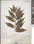 Salix pentandra L.