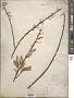 Salix sericea Marshall