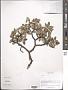 Salix sp.