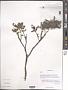 Salix sp.