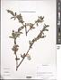 Salix sp.