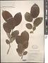 Salix sp.