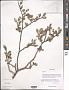 Salix sp.