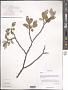 Salix sp.