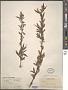 Salix sp.